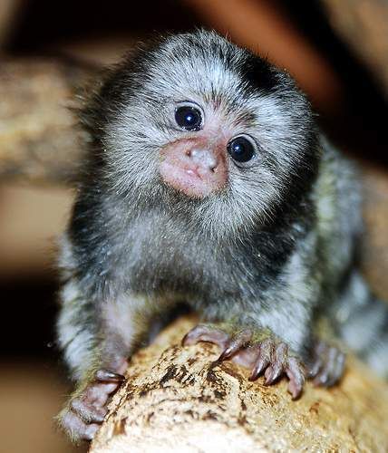 Deanimalia - Tití (primate - Subfamilia Calitrícidos)