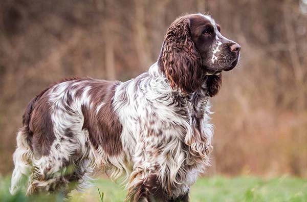 Springer Spaniel Inglés