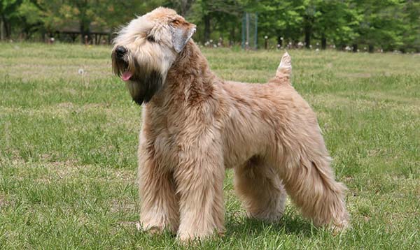 Irish Soft Coated Wheaten Terrier
