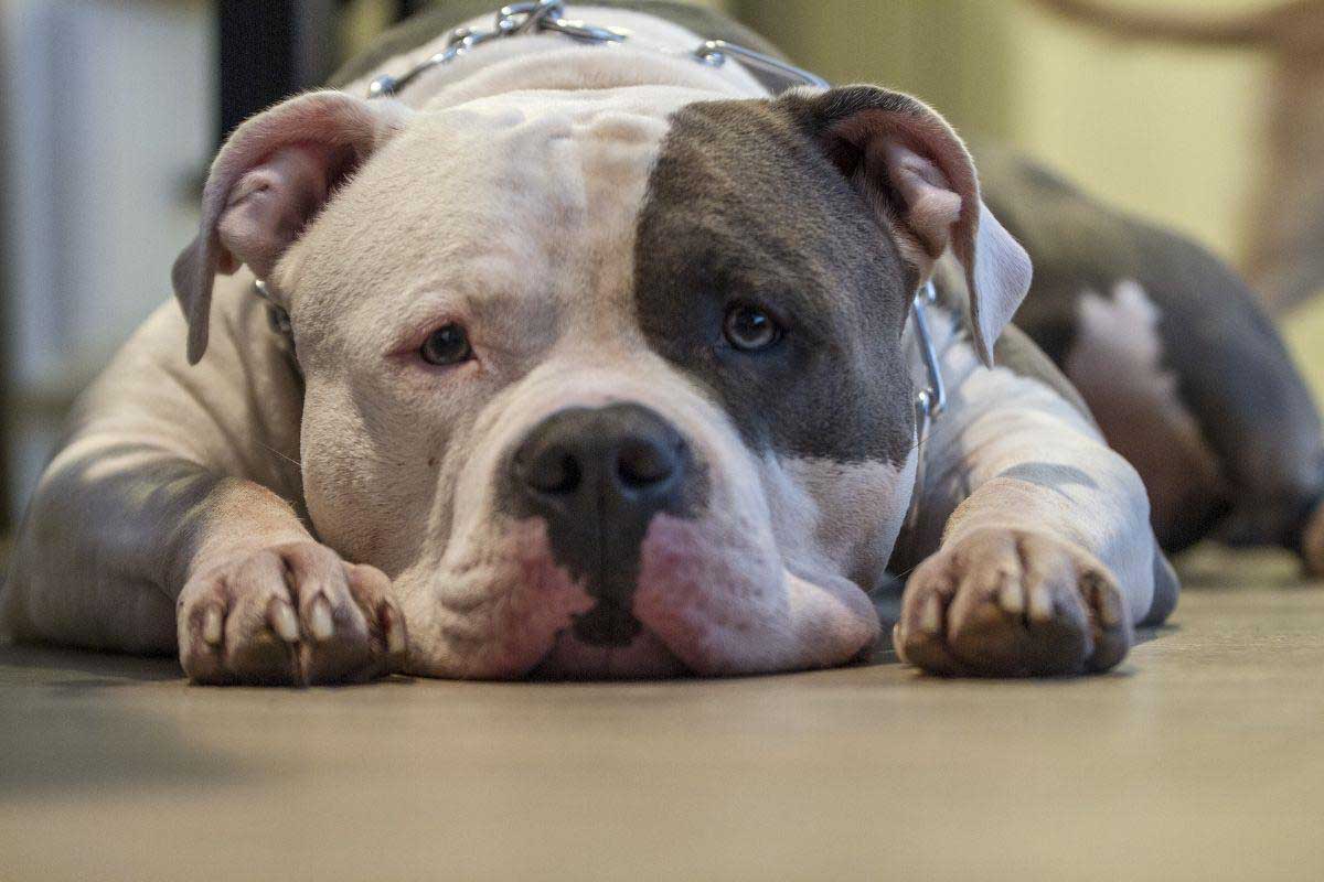 Perros Pitbull, ¿son de verdad agresivos?