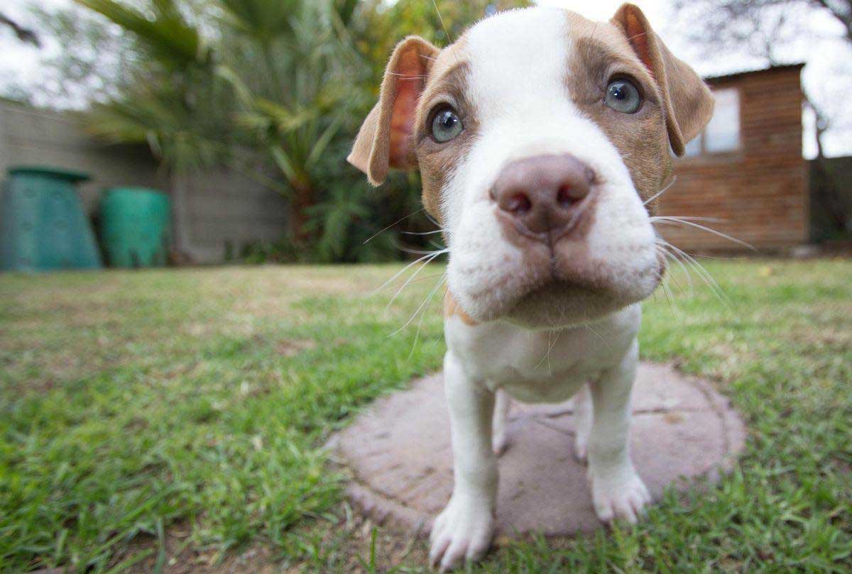 Perros Pitbull, ¿son de verdad agresivos?