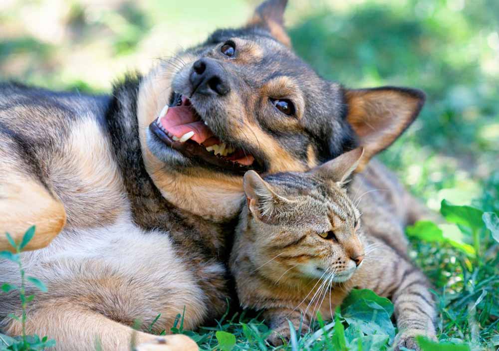 Aceite de CBD: también para Perros y Gatos