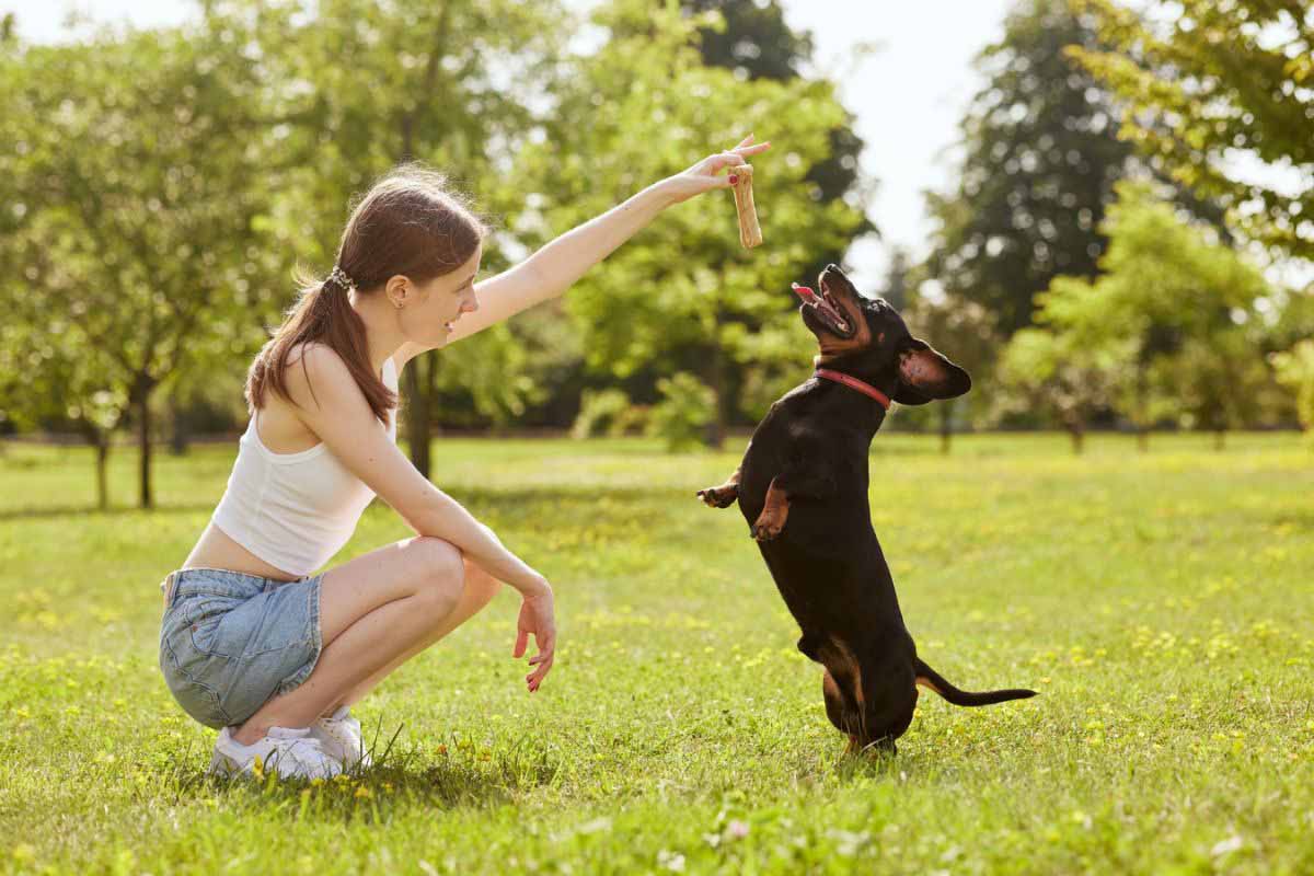 Actividades para Mantener a tu Mascota Activa