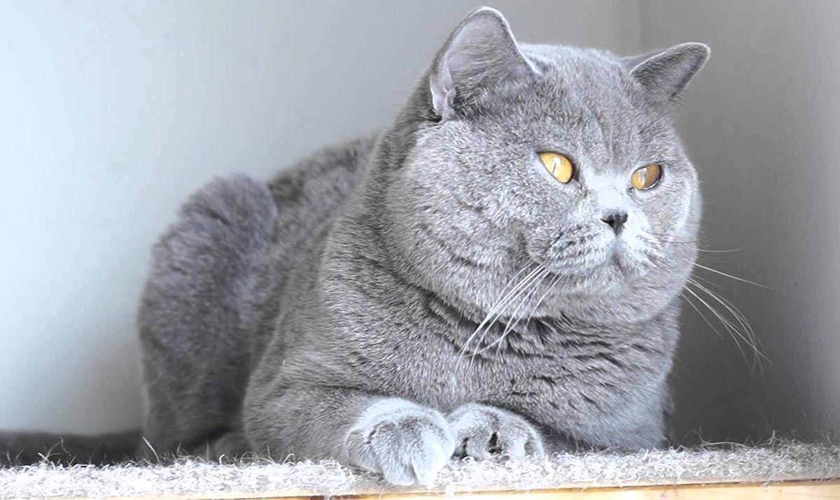 Alimentando a tu Gato Adulto: lo que Necesitas Saber