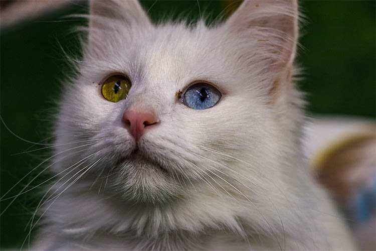 5 Hermosas Razas de Gatos Grises: Angora Turco
