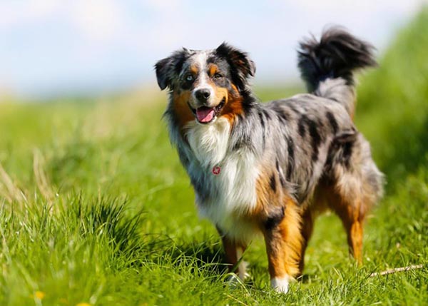 Border Collie