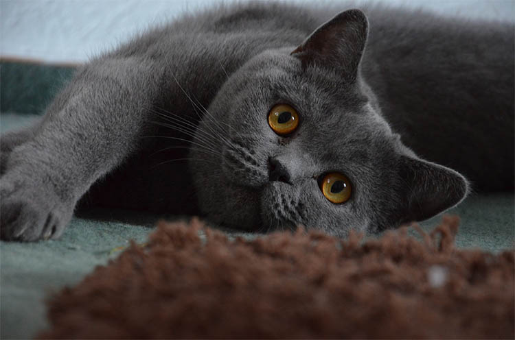 5 Hermosas Razas de Gatos Grises: British Shorthair Gris
