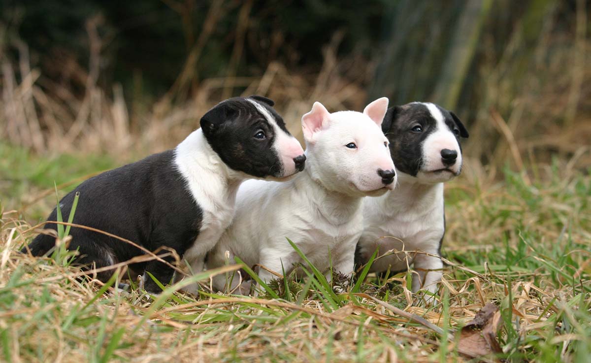 El Bull Terrier Miniatura: un Magnífico Animal de Compañía El Bull Terrier Miniatura: un Magnífico Animal de Compañía