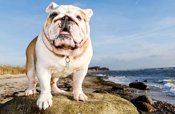 Bulldog Inglés