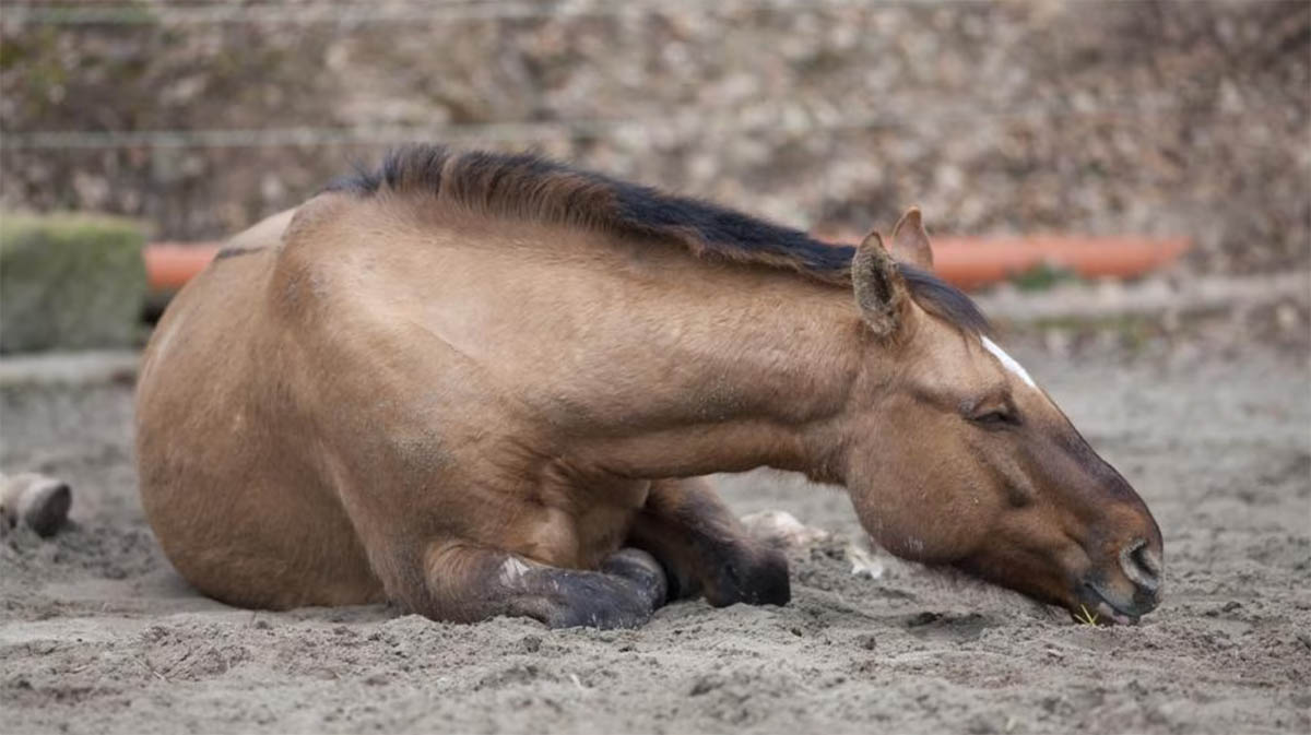 Cólicos en caballos: causas, prevención y cuándo llamar al veterinario