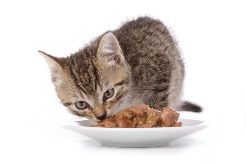 Comida húmeda para gatos y su papel en la hidratación diaria