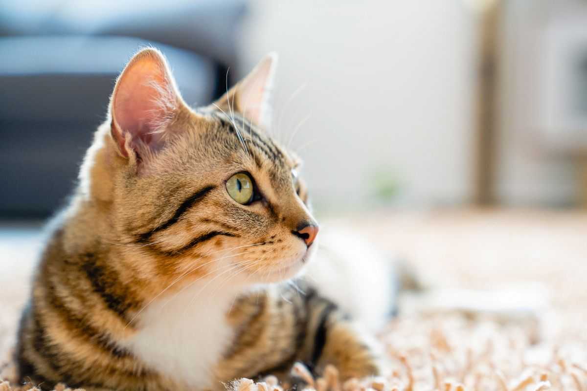 Cómo cuidar a tu gato para que viva más años