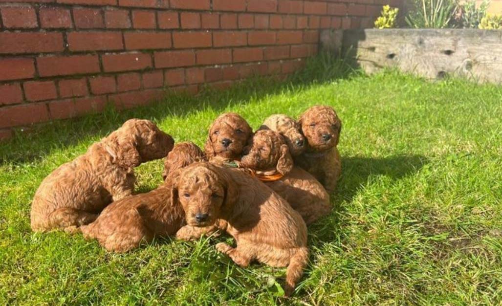 Cómo Saber que un Criadero de Perros Cumplirá con las Expectativas