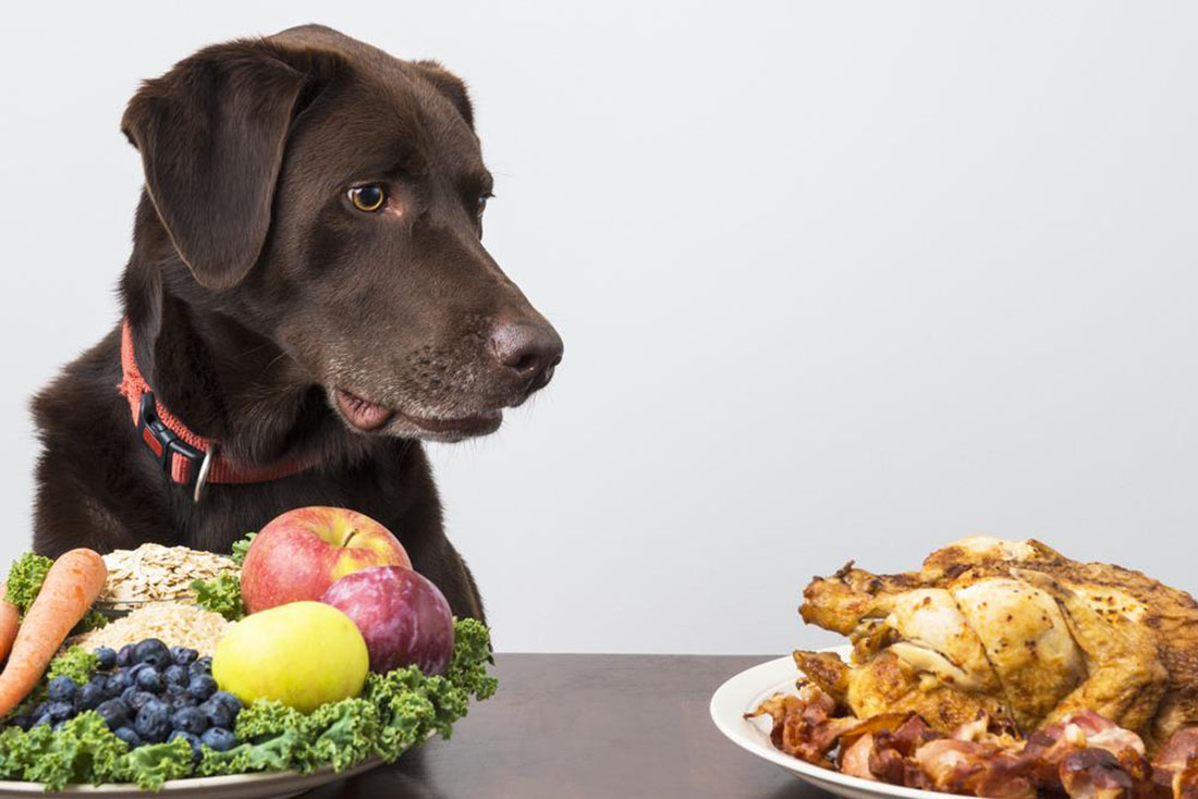 Conceptos Básicos de Nutrición Canina Conceptos Básicos de Nutrición Canina