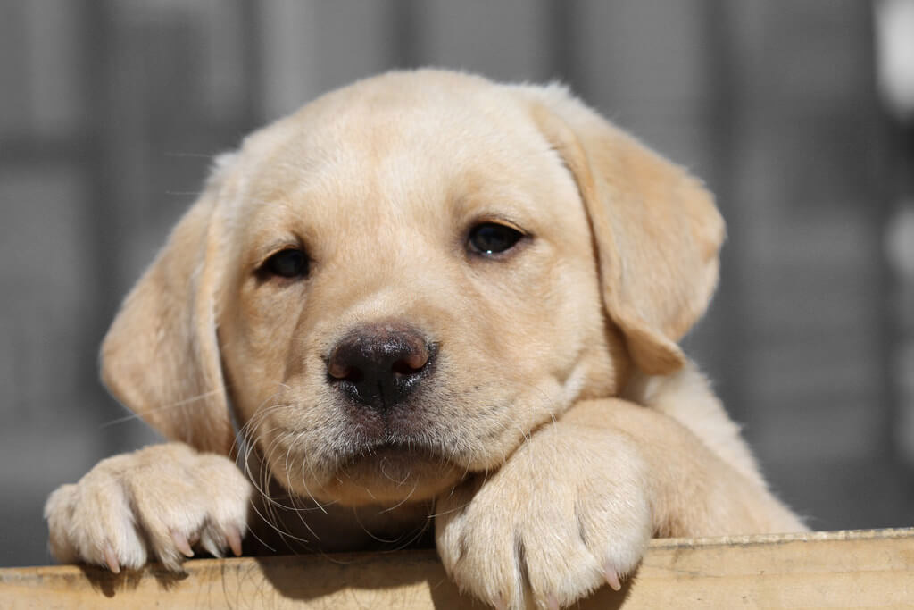 DeAnimalia - Cuida la Alimentación de tu Cachorro