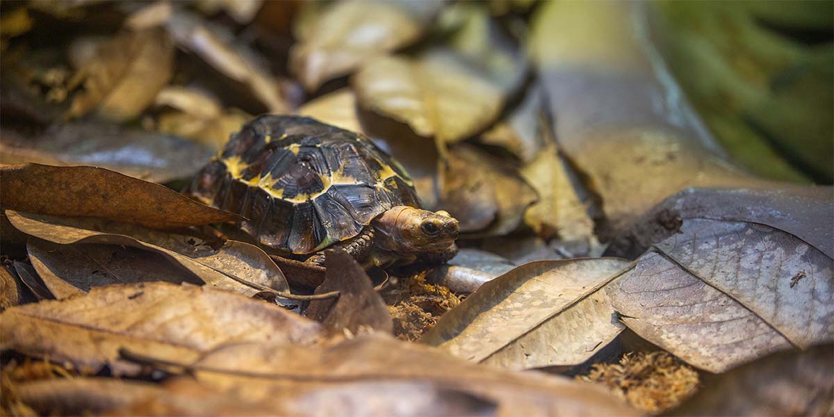 Cuidados para tus Tortugas Terrestres que debes tener en cuenta