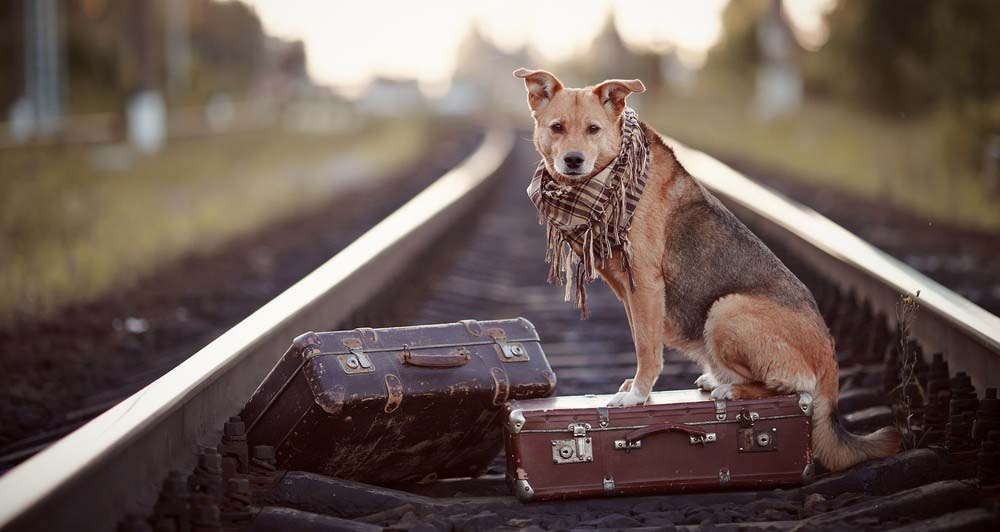 Preparando las Vacaciones: el Transportín para tu Animal de Compañía Preparando las Vacaciones: el Transportín para tu Animal de Compañía