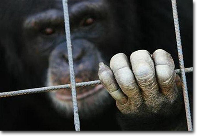 Extinción y maltrato animal