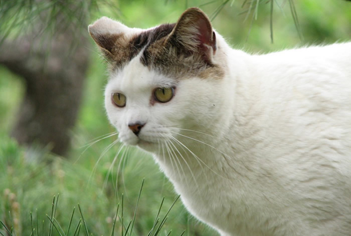 Gatos de Raza - Bobtail Japonés (pelo corto)