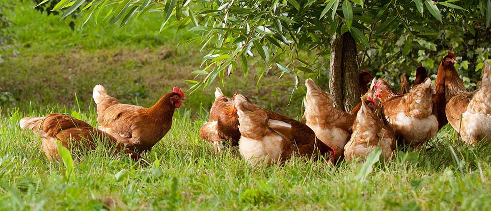 Beneficios de criar gallinas felices: Eco alimentación
