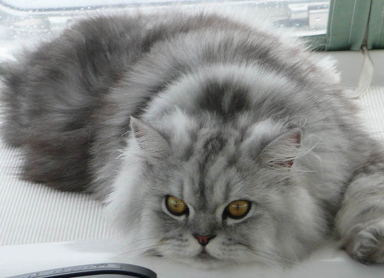 5 Hermosas Razas de Gatos Grises: Persa Gris