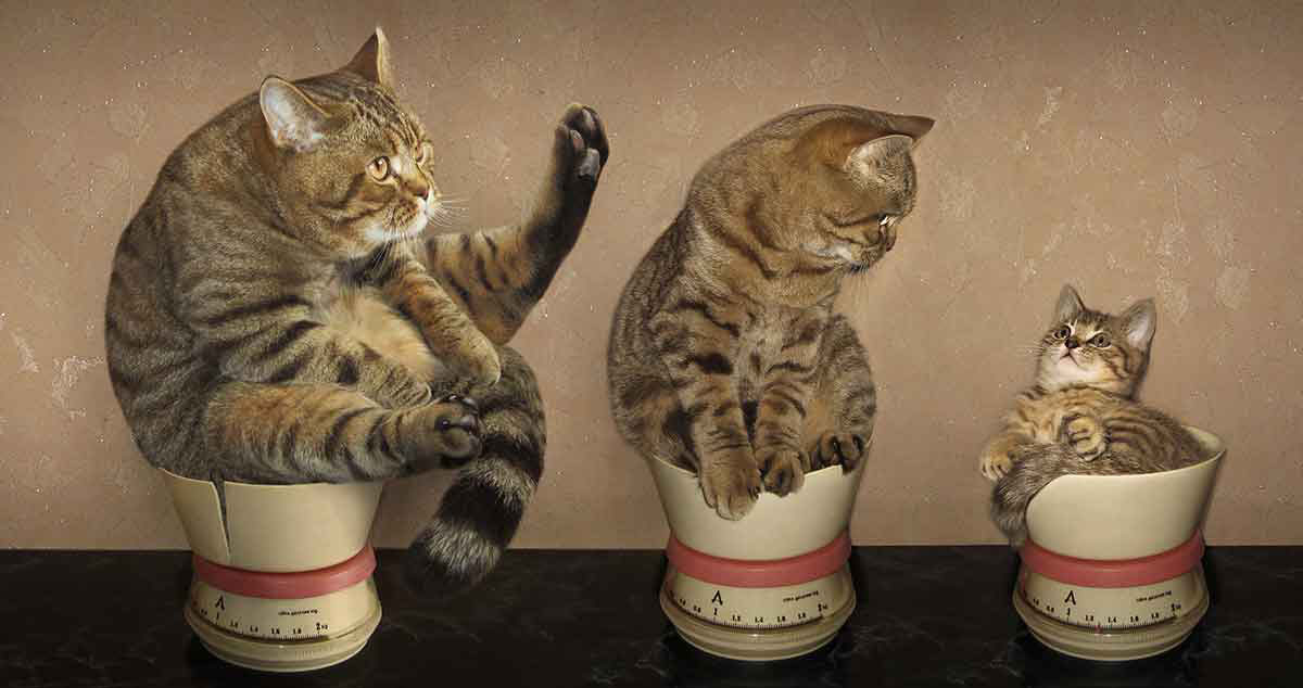 La Alimentación del Gato en cada Etapa de su Vida