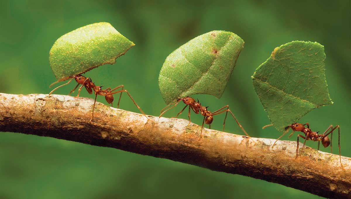 La Granja de Hormigas: el Regalo Perfecto para los más Curiosos La Granja de Hormigas: el Regalo Perfecto para los más Curiosos