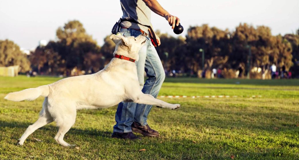 Jugar con Perros: Fundamental para su Salud