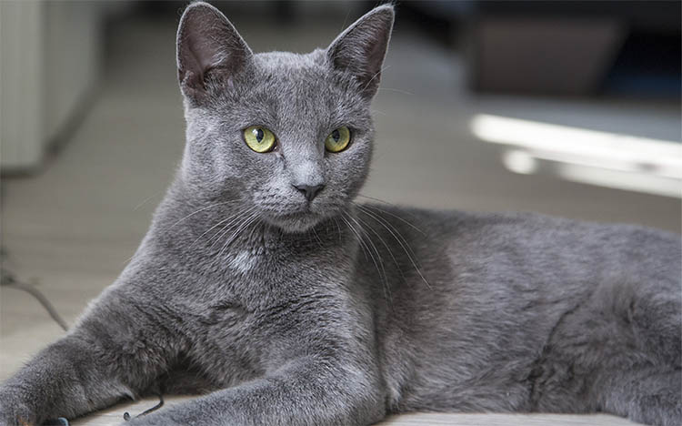 5 Hermosas Razas de Gatos Grises: Korat
