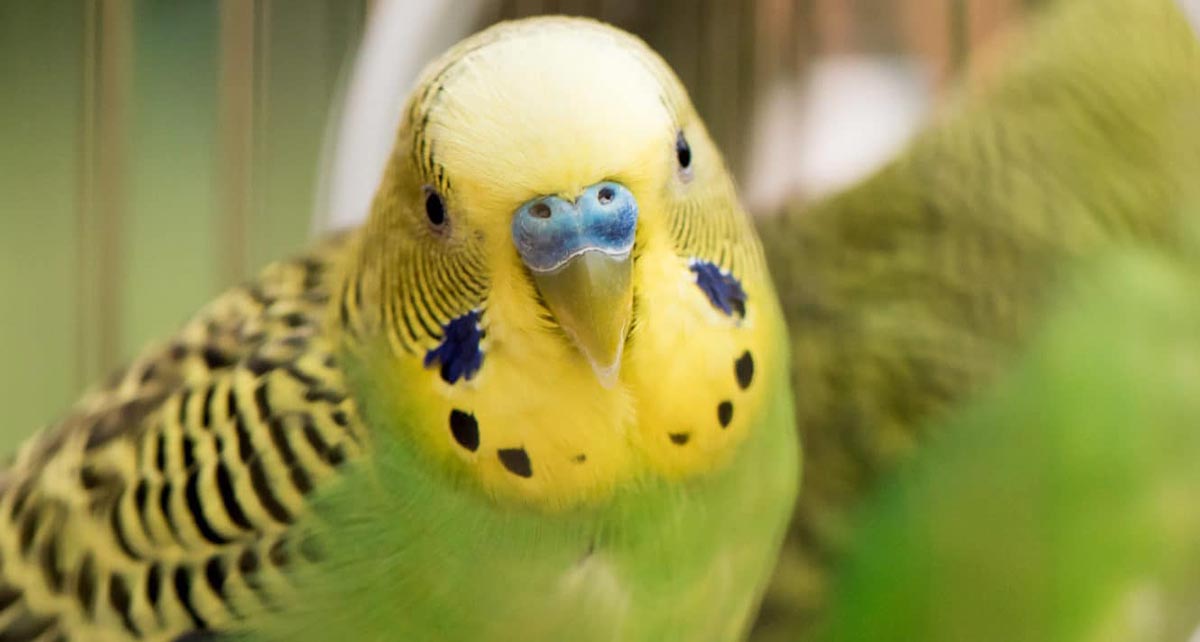 La Importancia de una Buena Alimentación para las Aves