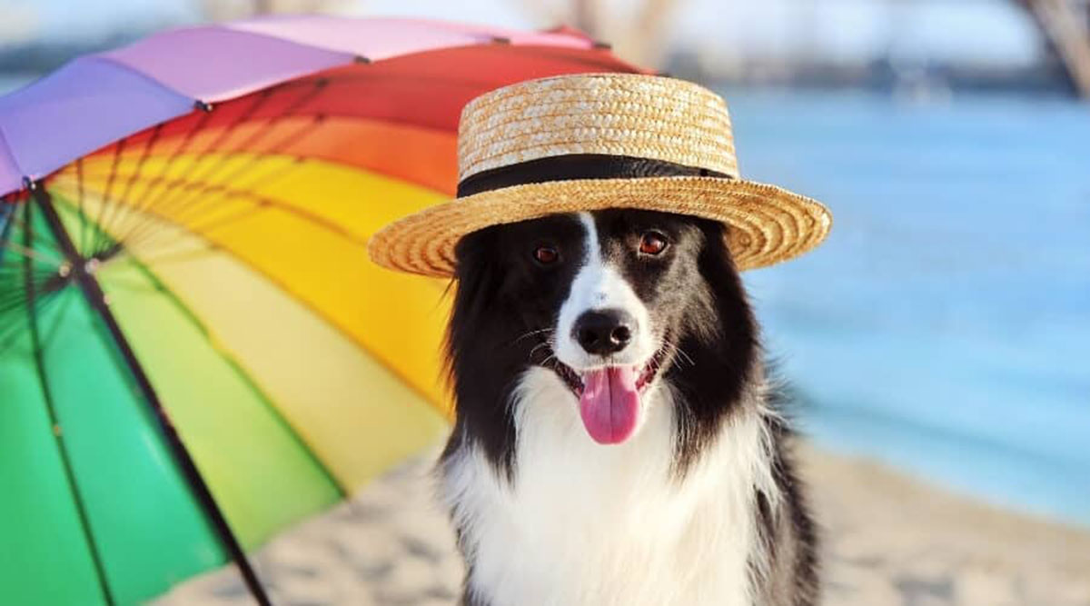 La Seguridad de tu Perro durante el Verano