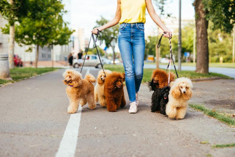 Leptospirosis: enfermedad silenciosa que puede afectar a tu perro