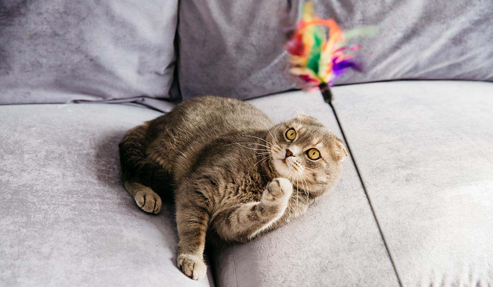 Los Mejores Juguetes para los Gatos