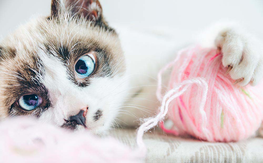 Los Mejores Juguetes para los Gatos