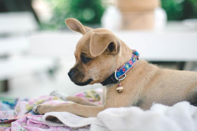 Mejores collares para perros pequeños