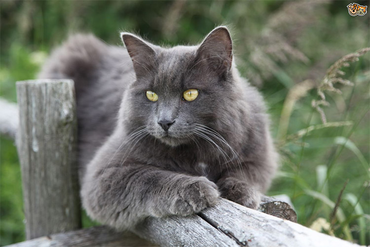 5 Hermosas Razas de Gatos Grises: Nebelung