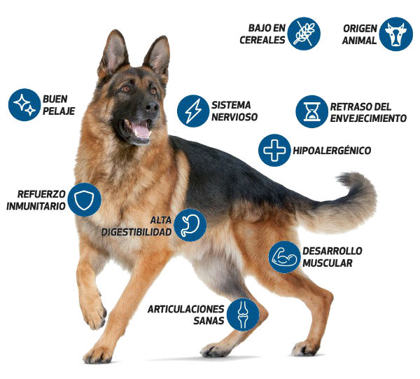 Nutrición Canina: Alimenta a tu mascota adecuadamente