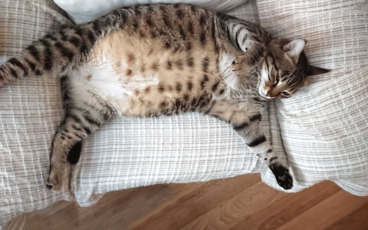 Peligros del sobrepeso en gatos: problemas de salud asociados y cómo prevenirlos