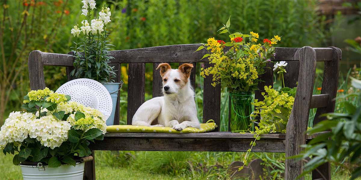 Plantas Potencialmente Venenosas para tus Mascotas