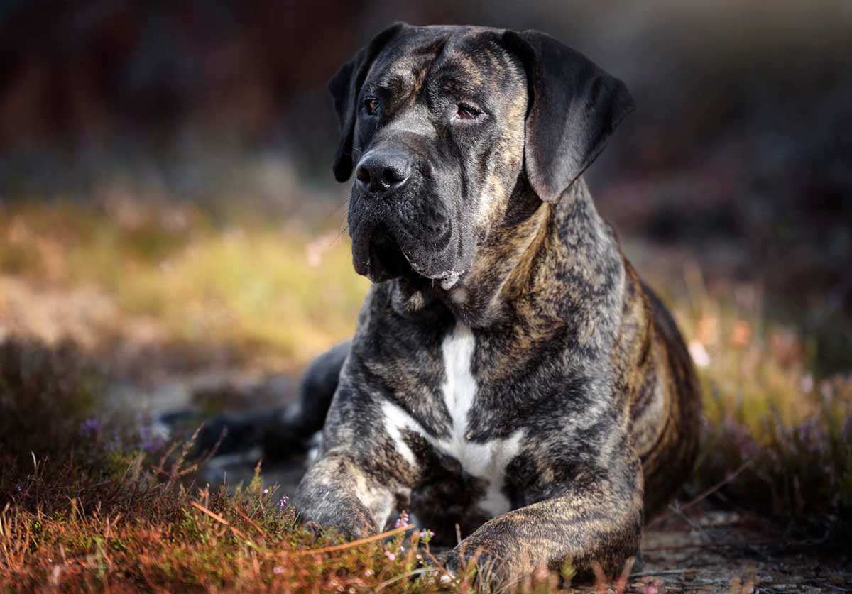 Razas de Perros Guardianes y su Papel en la Seguridad del Hogar