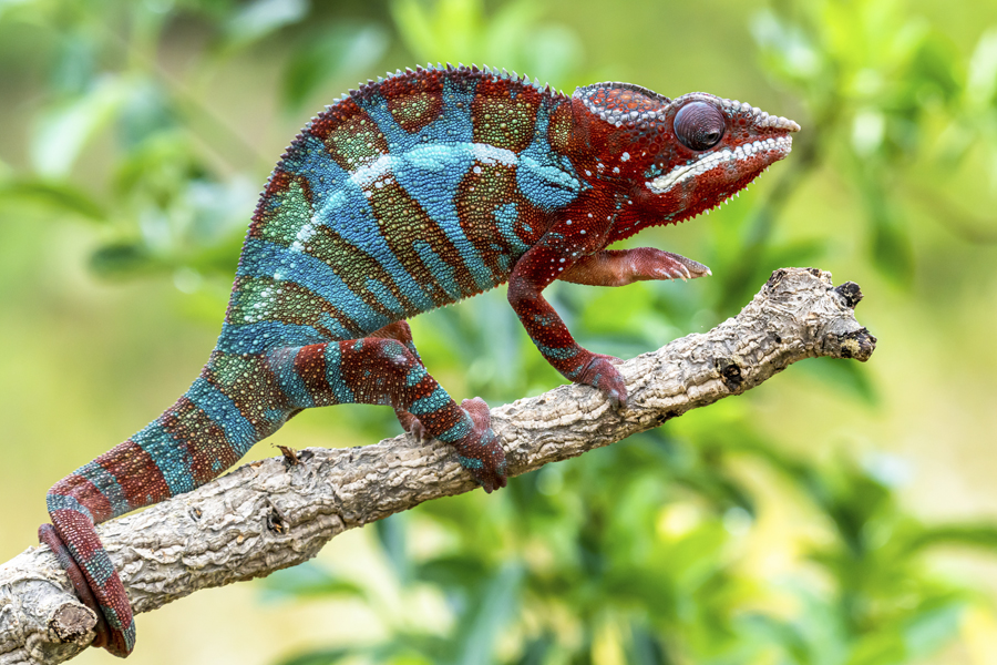 Camaleón Pantera
