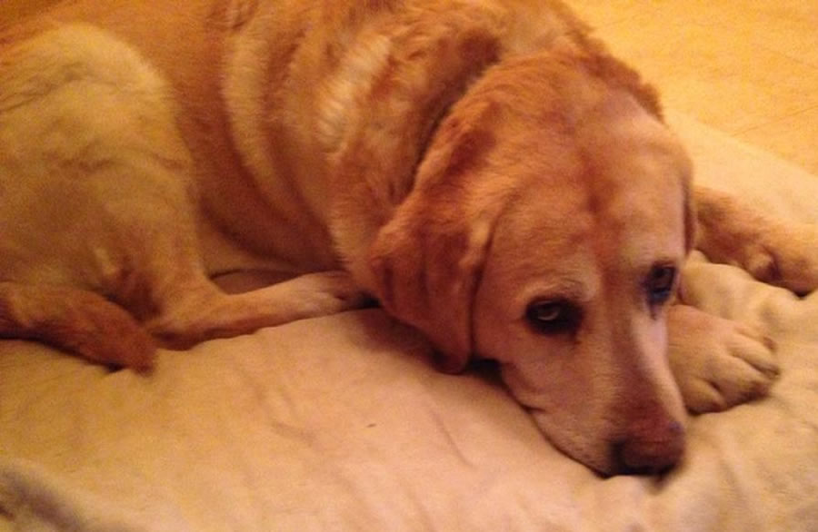 ¿Mi Perro tiene Alzheimer?