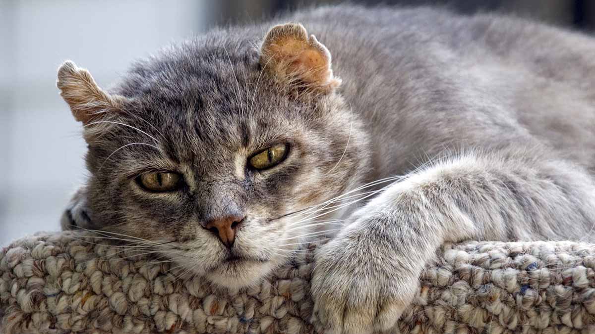 Adopta un gato Adulto