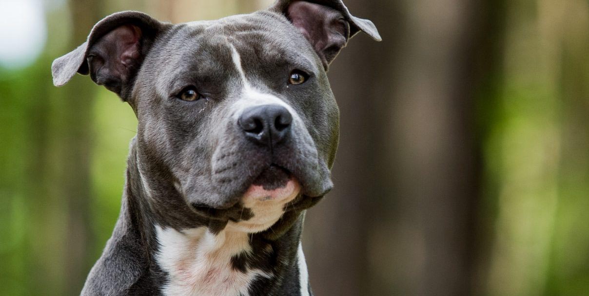 American Stanford: los Perros más Conocidos con Origen Inglés American Stanford: los Perros más Conocidos con Origen Inglés