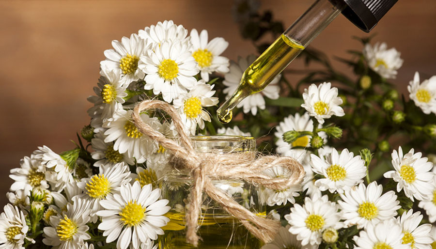 Aromaterapia Holística para Animales