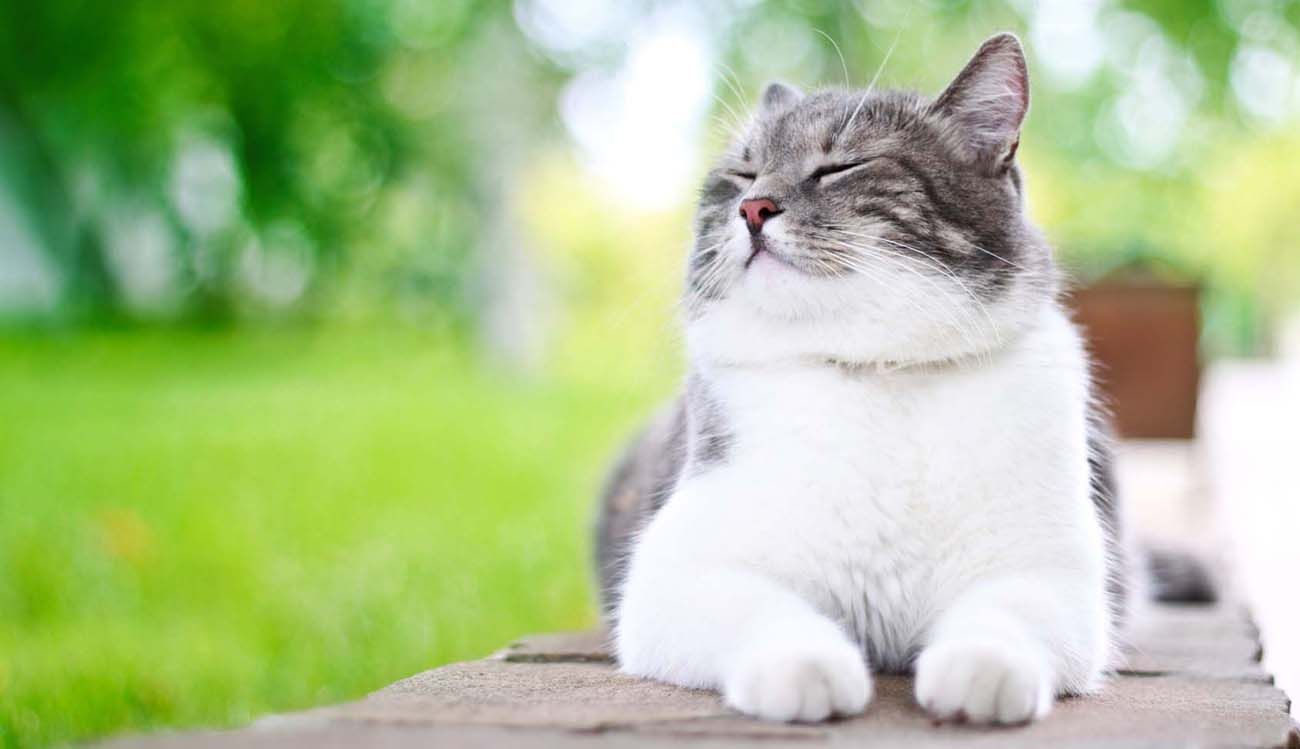 ¿Tu Gato está Estresado? Recurre a los Aceites Esenciales
