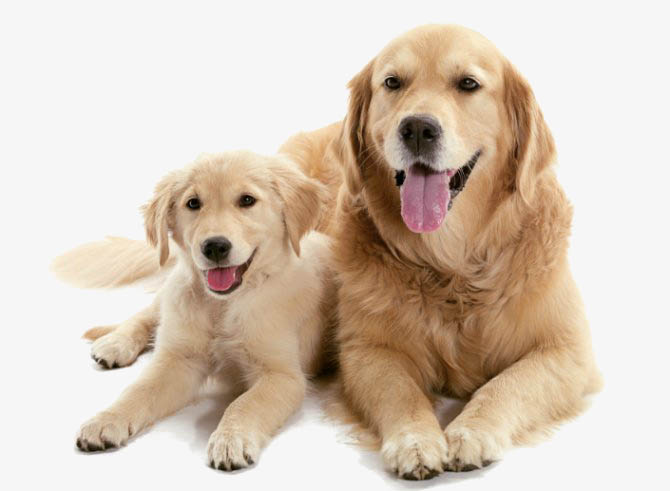 El Perro: Ciclo Vital, Necesidades Básicas y Necesidades Afectivas
