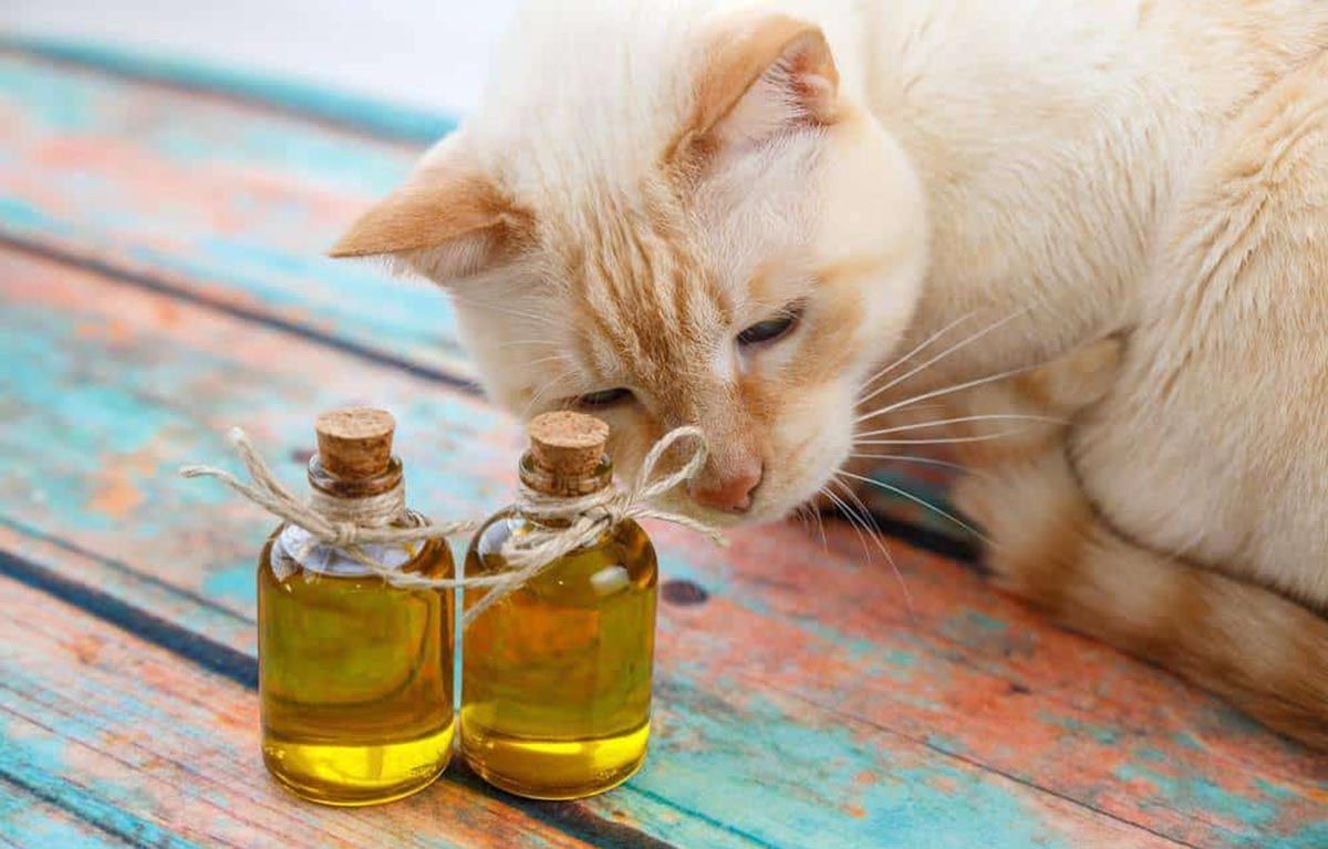 ¿Cómo funcionan los Aceites Esenciales y los Hidrolatos en Animales?