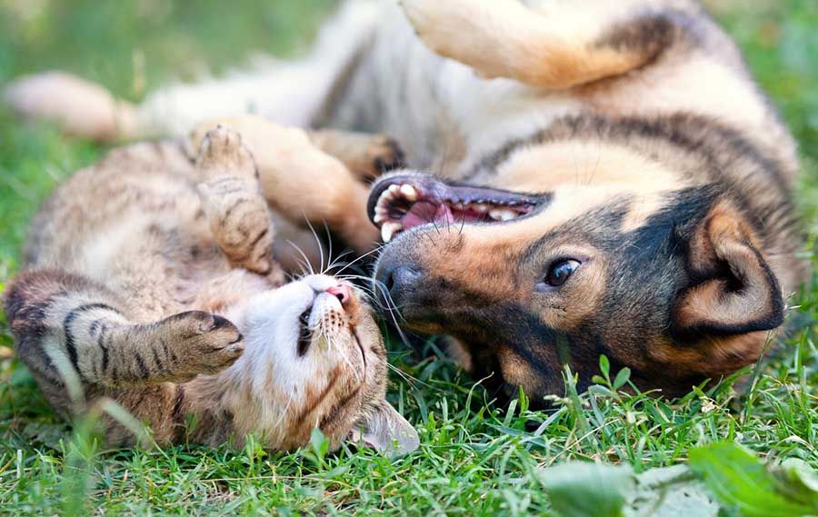 Cuida de tu Animal Naturalmente