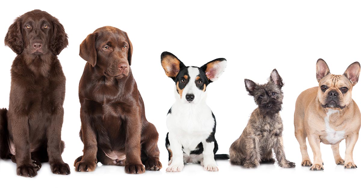 Los Cuidados Básicos del Perro Los Cuidados Básicos del Perro